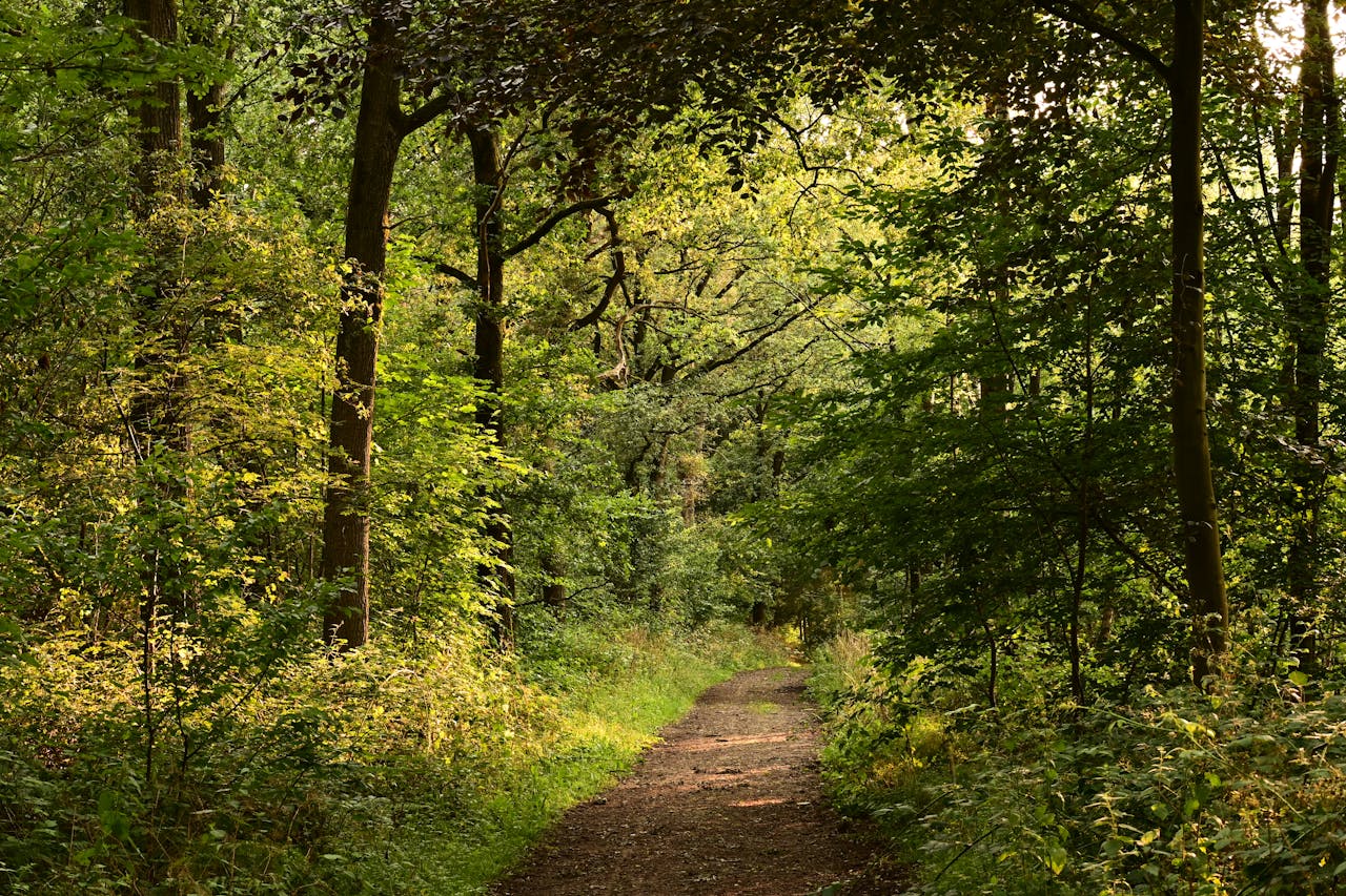 Pexels Photo 35146726